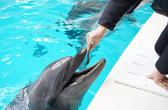 Noah Dolphin Dome